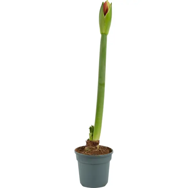 Гиппеаструм микс 1 стрелка 13x35 см [обновление] автоматический полив орошения шип сад растение цветок капельный спринклер капля воды