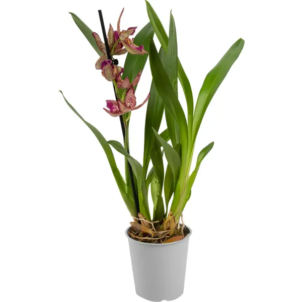 Орхидея Камбрия микс 1 стебель ø12 h45 см