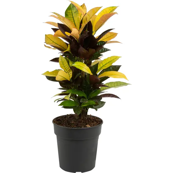 Кодиеум Миссис Айстон 21x60 см декоративно лиственное растение кодиеум айстон ø8 h10 25 см