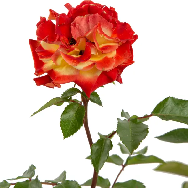 Роза флорибунда «Румба», 3.5 л саженец роза флорибунда ø12 h30 см очный альянс