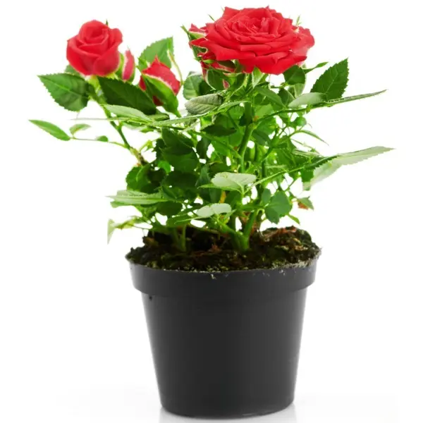 Роза в сортах (V3л) мини букет из мыльных лепестков красная роза с зеленью 13 см