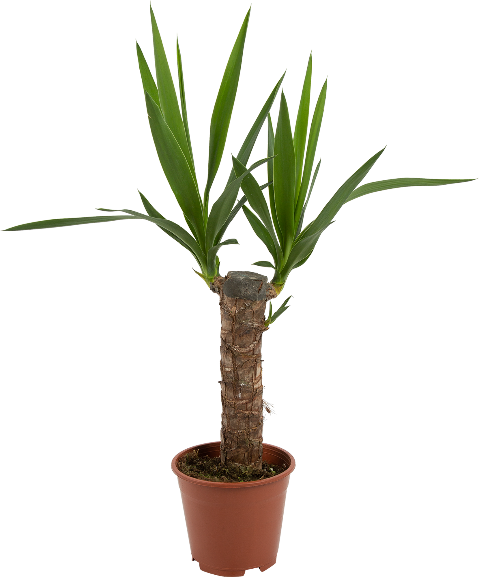 Пальма Юкка - Yucca d12 h45. Юкка копстек. Юкка Владивосток. Юкка копстек большая.