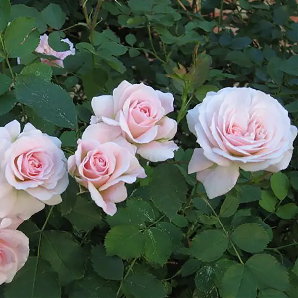 Роза парковая канадская «Модэн Блаш», 3.5 л роза парковая канадская модэн блаш 3 5 л