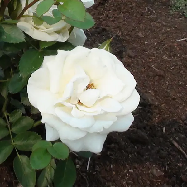 Роза парковая канадская «Ж.П.Коннел», 3.5 л роза парковая канадская аделаида худлес 3 5 л