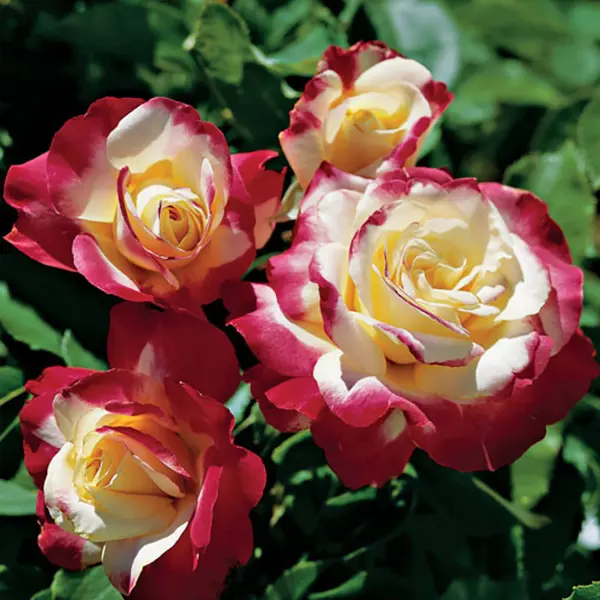Роза чайно-гибридная «Дабл Делайт», 3.5 л роза чайно гибридная папа мейян h100 см