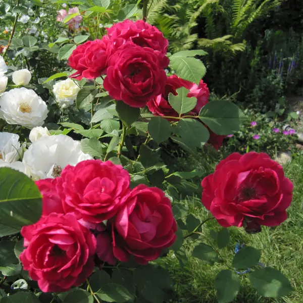 Роза флорибунда «Нина Вейбул», 3.5 л в Москве – купить по низкой цене в интернет-магазине Леруа Мерлен