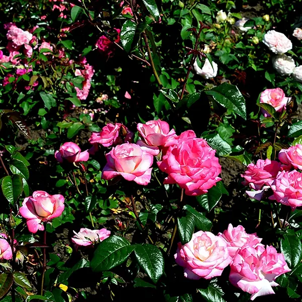 Роза плетистая «Хэндель», 3.5 л роза плетистая цезарь ø15 h40 см