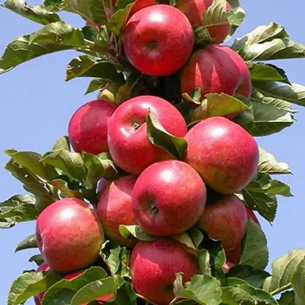 Яблоня колонновидная Валюта ø25 h100 см в Череповце – купить по низкой ценев интернет-магазине Леруа Мерлен