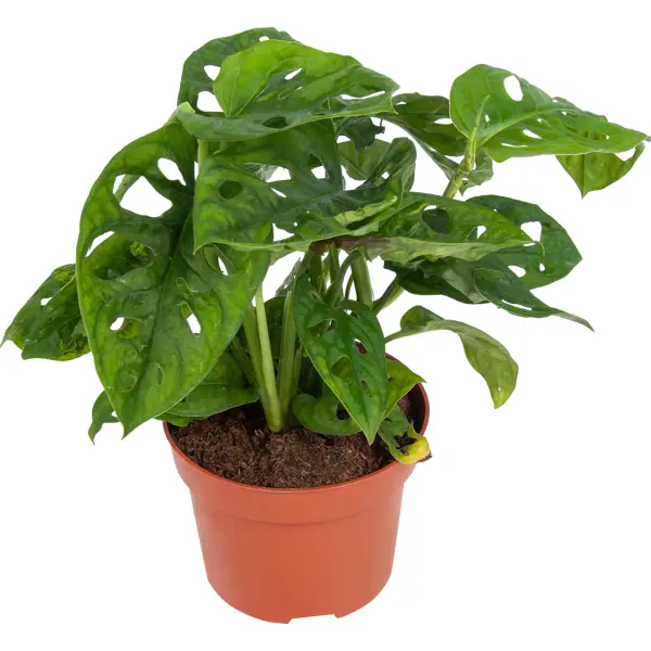декоративно лиственное растение монстера адансони ø12 h15 35 см Монстера Манки лиф ø12 h30 см