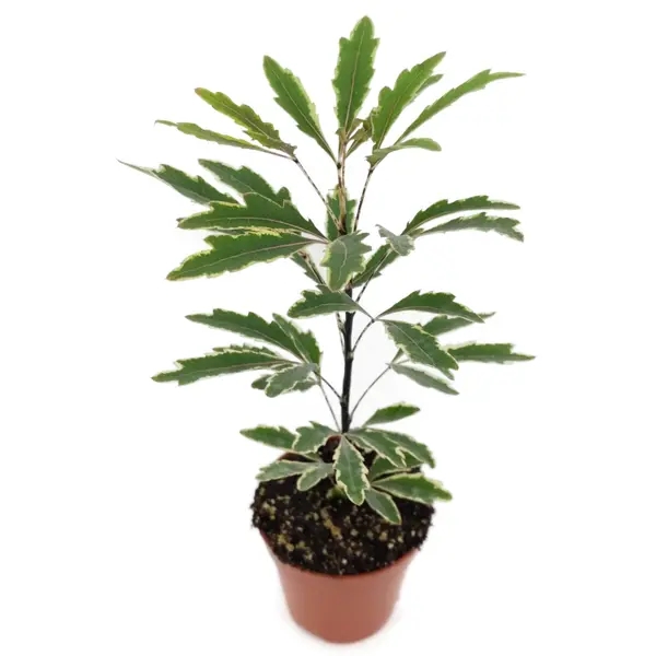 Декоративно-лиственное растение Шеффлера Джемини ø5 h10-15 см декоративно лиственное растение кализзия бамбино ø5 h5 10 см