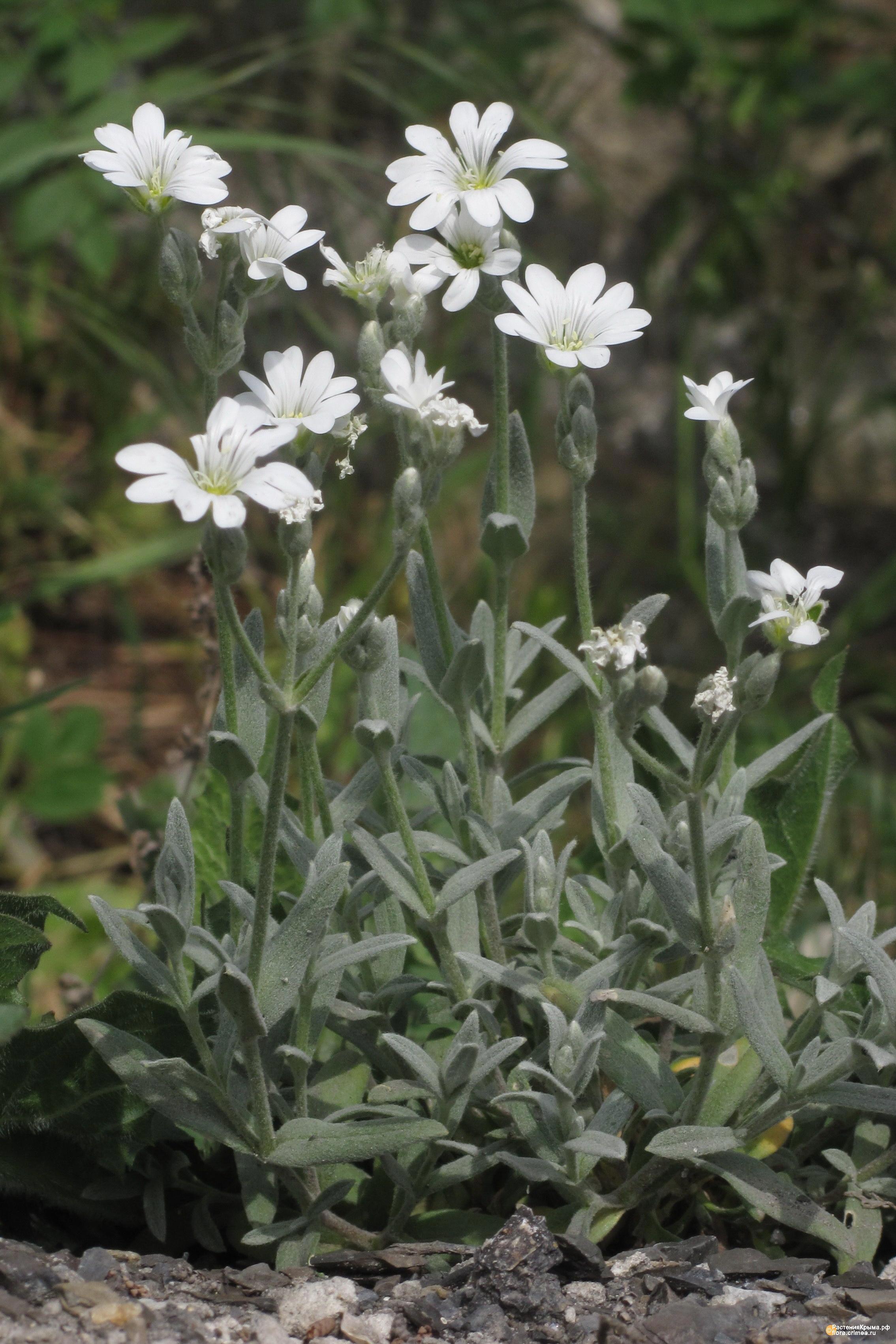 Ясколка tomentosum Silver White