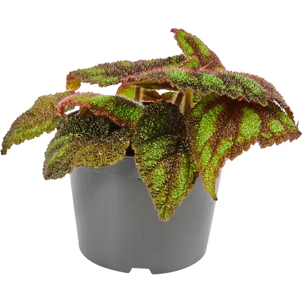 Декоративно-лиственное растение Бегония Мэйсона ø12 h15-30 см искусственное растение в горшке эвкалипт h30 см коричневый