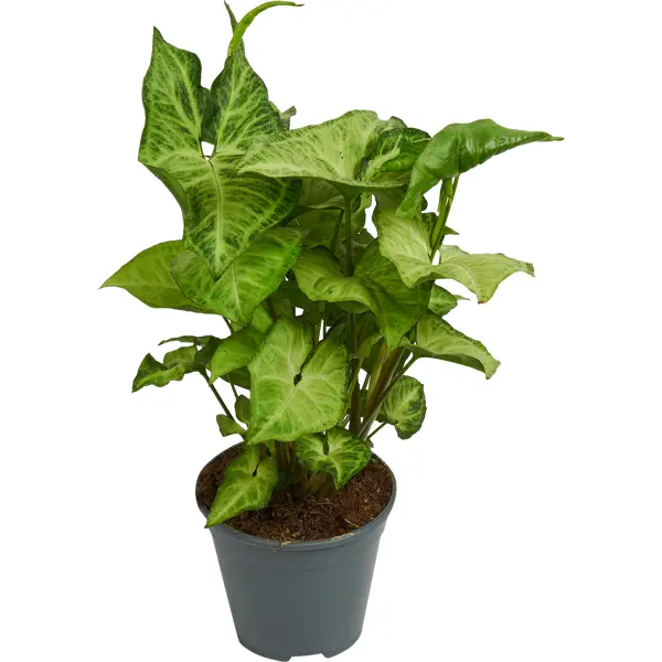 Сингониум микс ø14 h25 см декоративно лиственное растение монстера микс мини ø6 h10 15 см