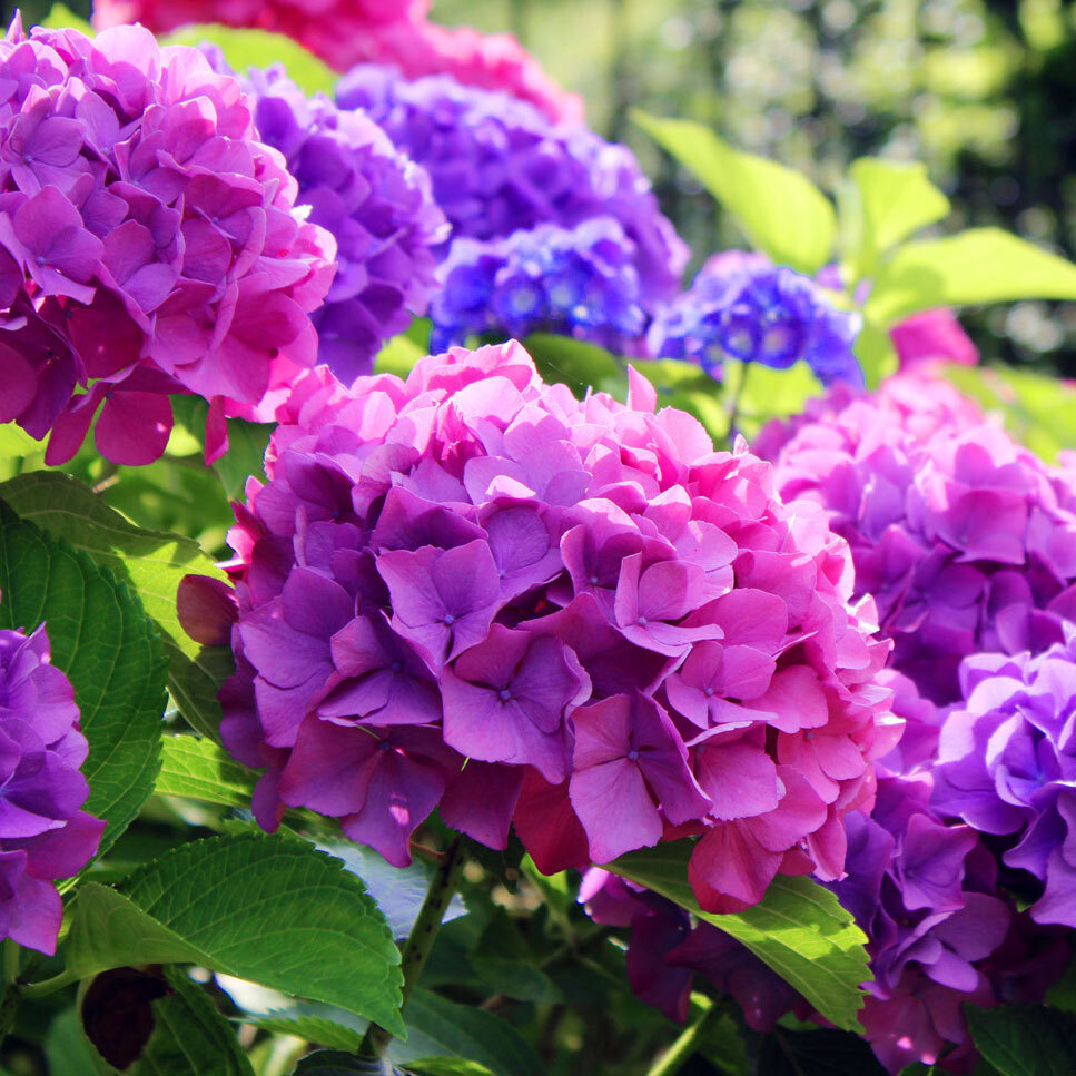 Гортензия крупнолистная Hydrangea macrophylla Hamburg