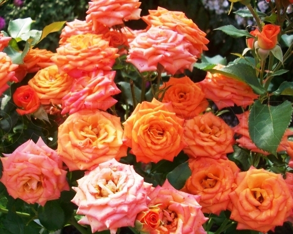 Оранж бэби роза фото