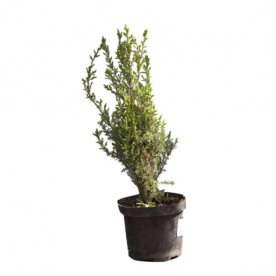 Juniperus communis Arnold