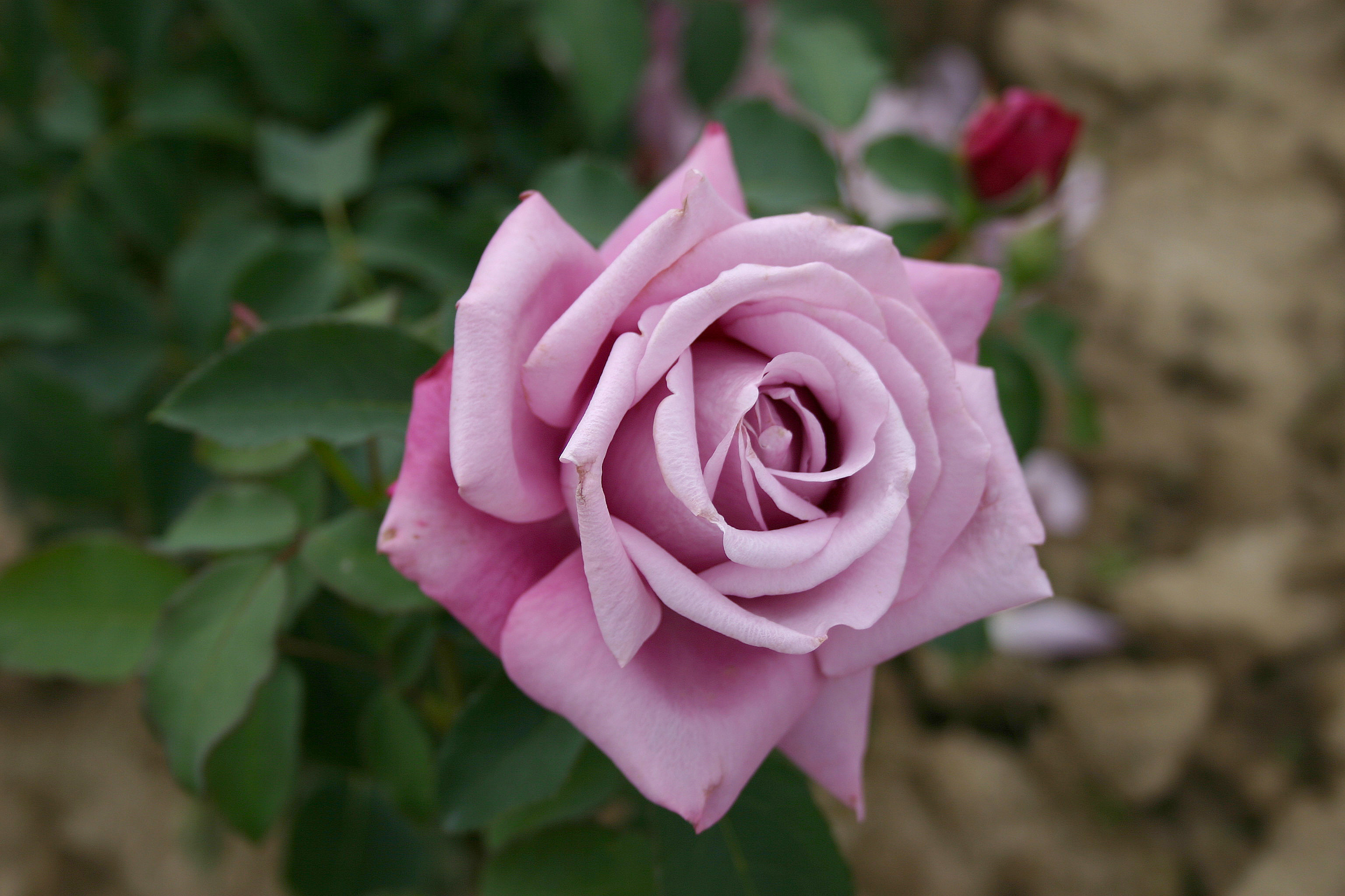 Роза чайно-гибридная Шарль де голь