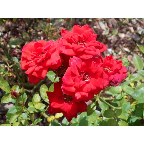 Роза миниатюрная Мини Баккара ø19 h55 см ок искусственный декоративный роза кустовая 84 см красный y4 7915