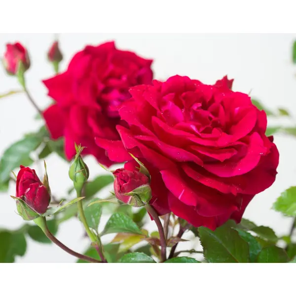 Роза плетистая Байкал ø19 h55 см роза плетистая клайминг румба h100 см