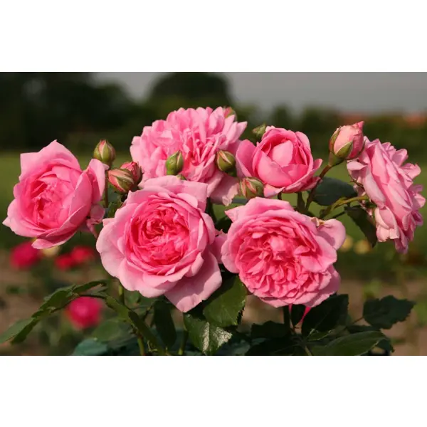 Роза плетистая Лагуна ø19 h55 см ок искусственный декоративный роза кустовая 84 см красный y4 7915