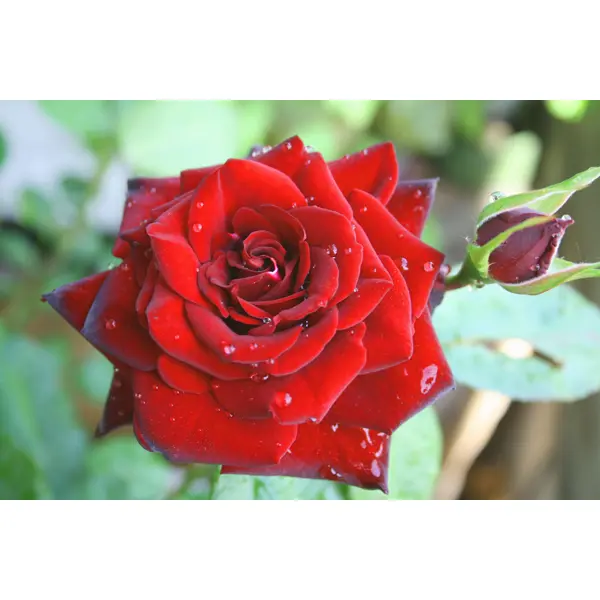 Роза Флорибунда Николо Паганини ø19 h55 см розы флорибунда артур белл