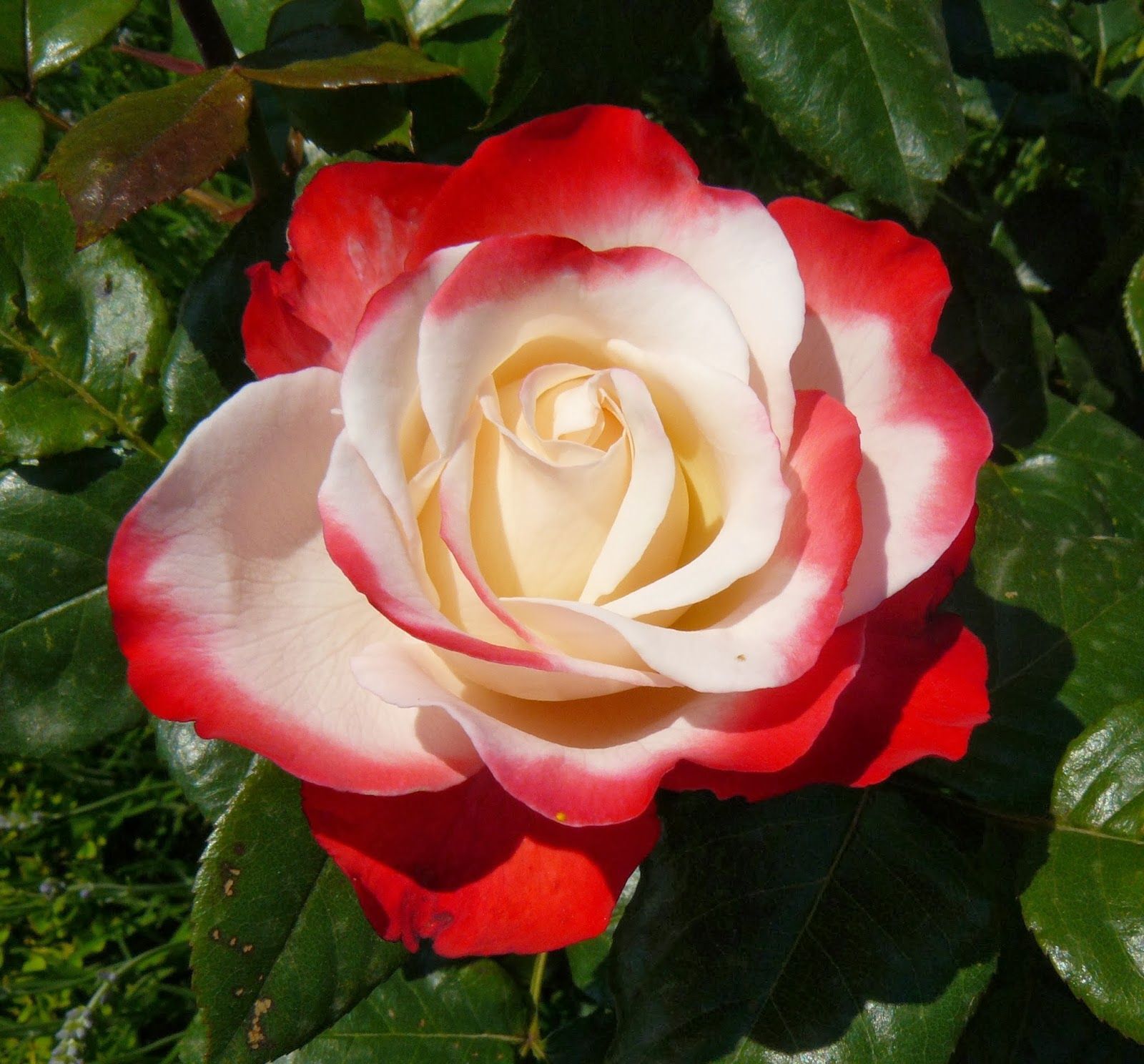 Осирия чайно гибридные розы фото и описание