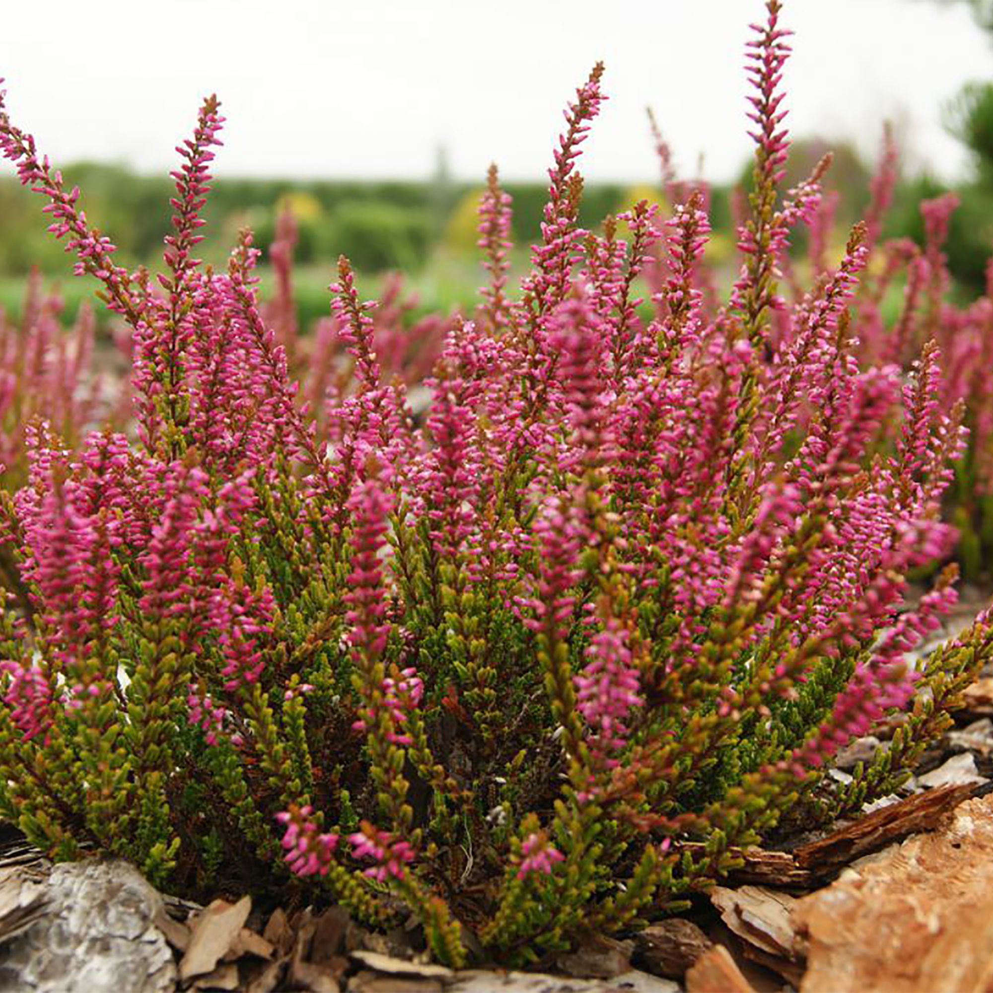 <b>Вереск</b> обыкновенный (<b>Calluna</b> vulgaris). 