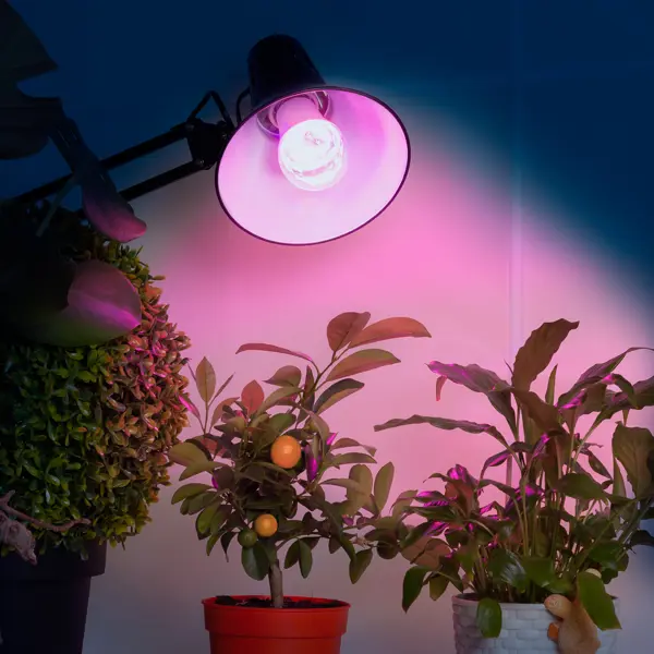 фото Фитолампа светодиодная для растений эра 10 вт e27 груша красно-синий спектр розовый свет
