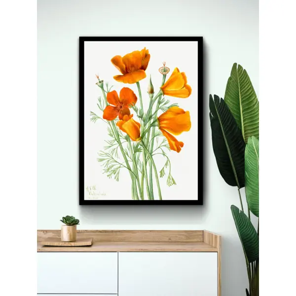 Постер Дикие цветы - Калифорнийский мак 50x70 см в раме в Курске – купить  по низкой цене в интернет-магазине Леруа Мерлен