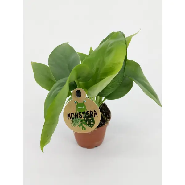 Декоративно-лиственное растение Монстера микс мини ø6 h10-15 см