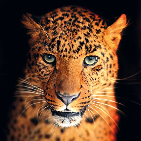 Картина на стекле Леопард 30x30 см