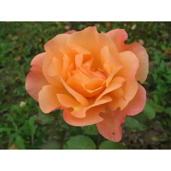 Роза парковая «Вестерленд» 19x55 см в Москве – купить по низкой цене в интернет-магазине Леруа Мерлен