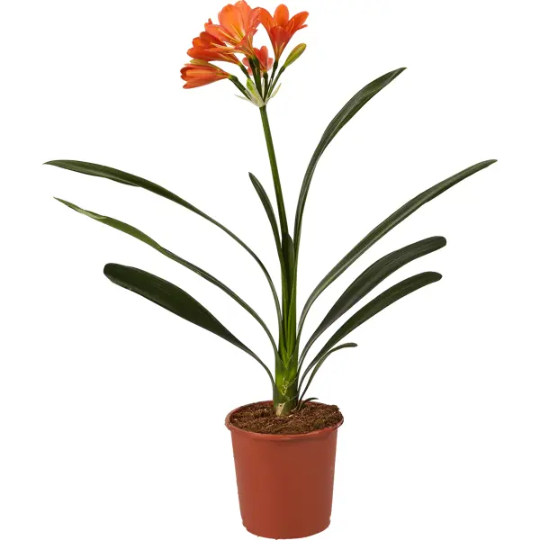 Кливия 12х60 см растение эко клуб комнатные растения спатодея 4610178672914