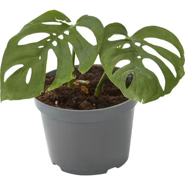 Декоративно-лиственное растение Монстера Адансони ø12 h15-35 см