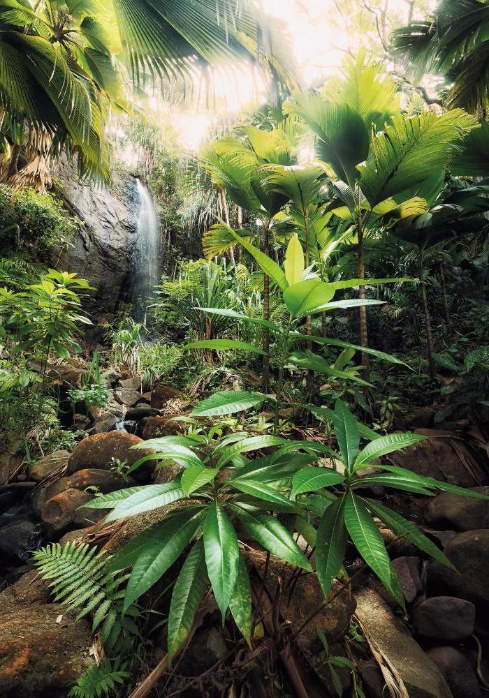 Комар водопад. Фреска джунгли Komar. Тропические джунгли. Тропики джунгли. Тропический лес.