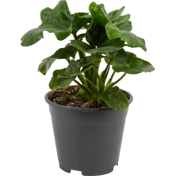 Декоративно-лиственное растение Филодендрон Атом ø13 h20-25 см декоративно лиственное растение шеффлера мик ø8 h15 25 см