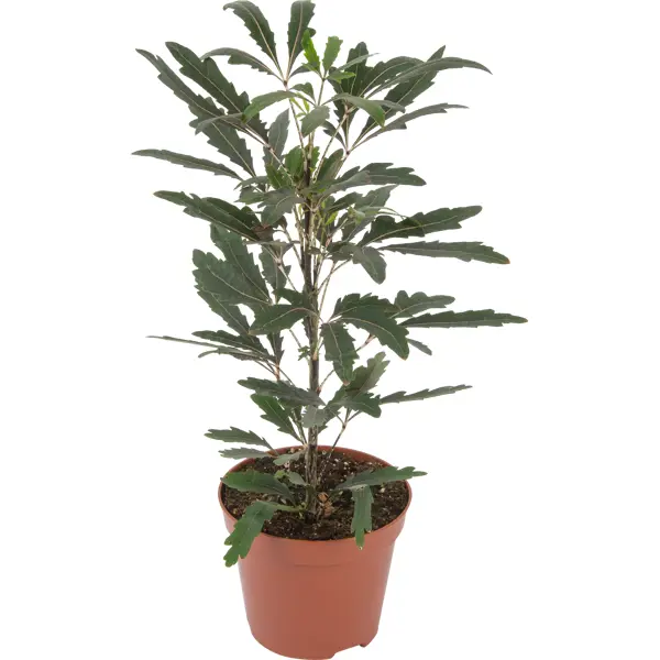 Декоративно-лиственное растение Шеффлера мик ø8 h15-25 см декоративно лиственное растение монстера микс мини ø6 h10 15 см