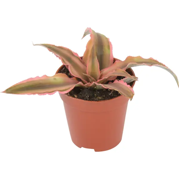 Декоративно-лиственное растение Криптантус микс ø5.5 h5-8 см