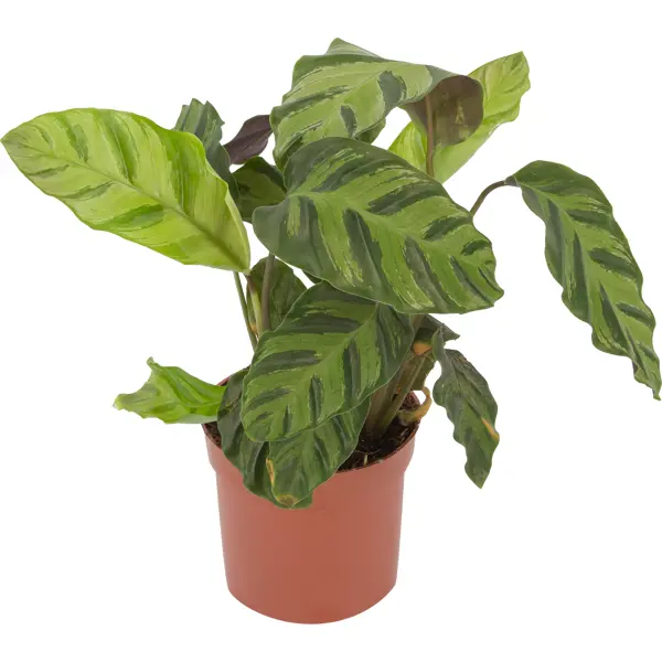 Декоративно-лиственное растение Калатея микс ø12 h25-40 см декоративно лиственное растение шеффлера джемини ø5 h10 15 см