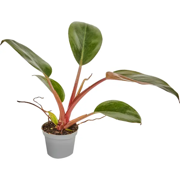 Декоративно-лиственное растение Филодендрон микс ø6 h10-15 см декоративно лиственное растение кодиеум айстон ø8 h10 25 см