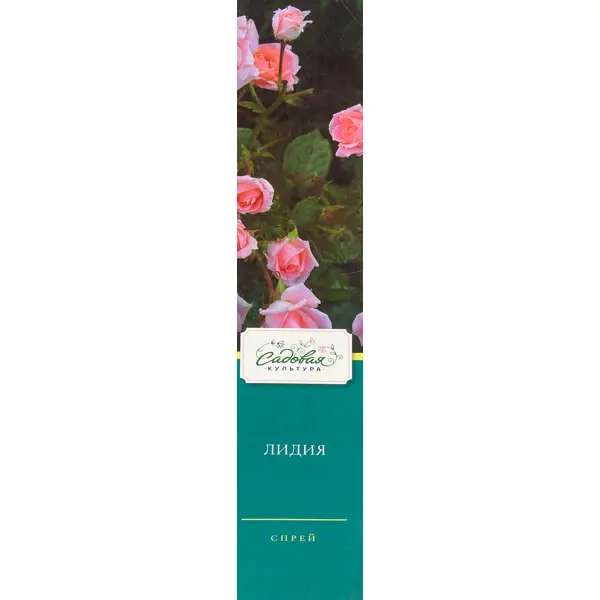 Розы полиантовые в ассортименте розы плетистые голден шауерс