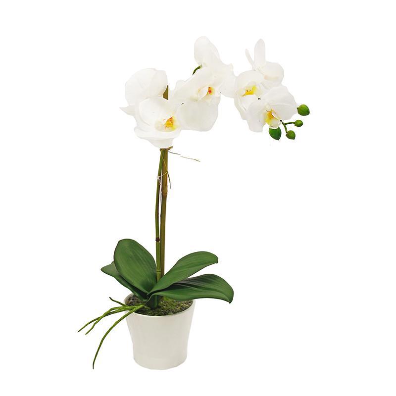 Купить цветы орхидеи в горшке. Орхидея фаленопсис 1 ветка. Орхидея фаленопсис в горшке. Композиции с орхидеей фаленопсис. Орхидея фаленопсис микс 1 ветка d12.