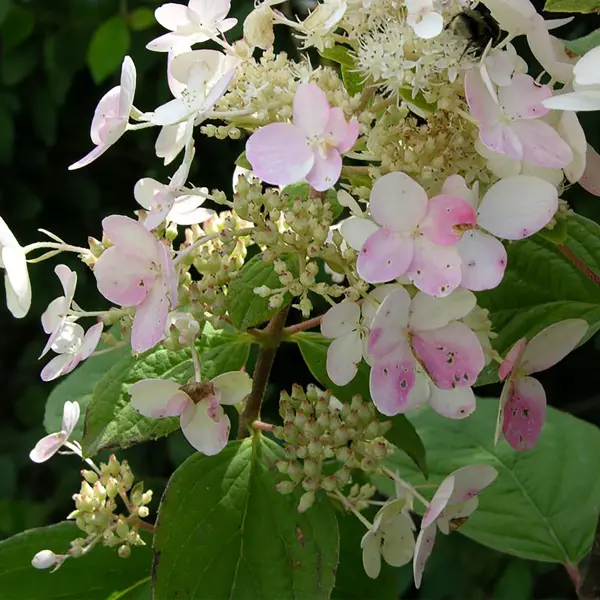Гортензия Пинк Даймонд метельчатая, цвет бело-розовый гладиолус пинк леди луковицы 10 12 5 шт