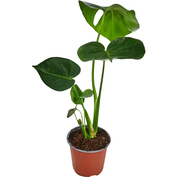 декоративно лиственное растение монстера адансони ø12 h15 35 см Монстера делициоза d14 h50