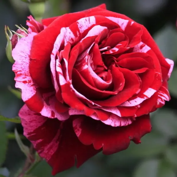 Роза флорибунда Дип Импрешн ø15 h30 см по цене 582 ₽/шт. купить в Липецке в  интернет-магазине Леруа Мерлен