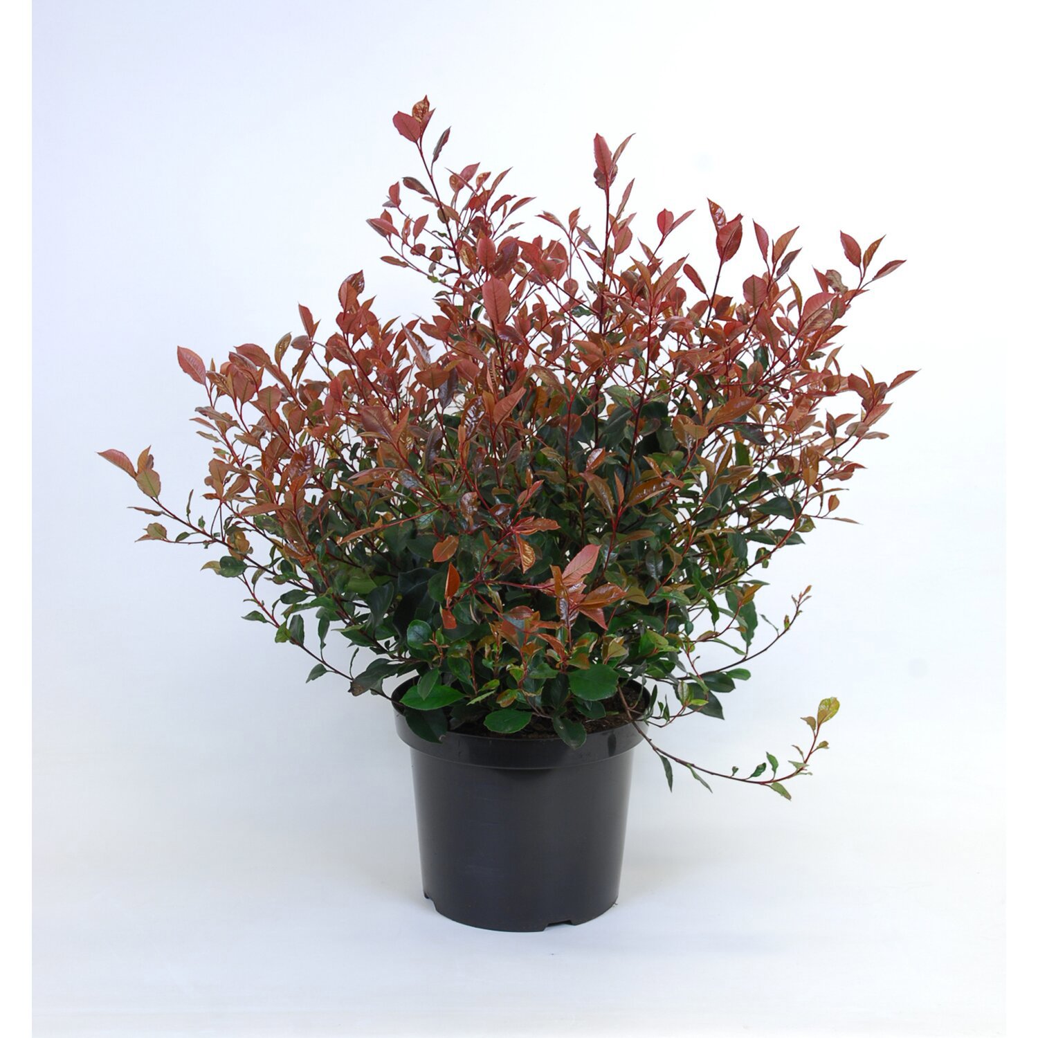 Фотиния ред робин. Фотиния Фразера ред. Photinia fraseri Red Robin. Фотиния Фразера (Photinia fraseri).