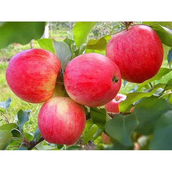 Яблоня сортовая Мельба ø22 h30 см яблоня богатырь