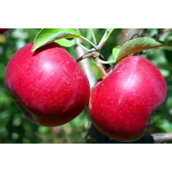 Яблоня сортовая Красное раннее ø22 h110 см черешня сортовая брянская розовая ø22 h110 см