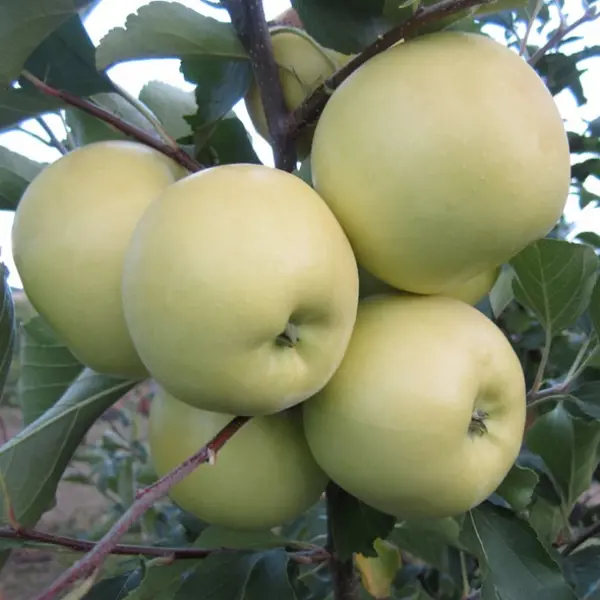 Яблоня сортовая Белый Налив ø22 h110 см яблоня налив белый пакет h400 см