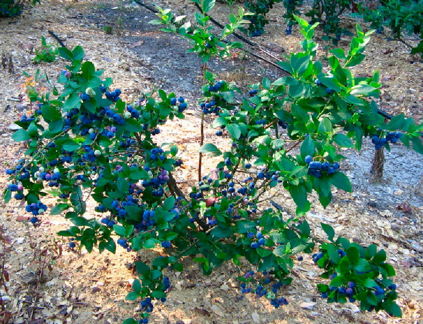 Голубика садовая фото в саду